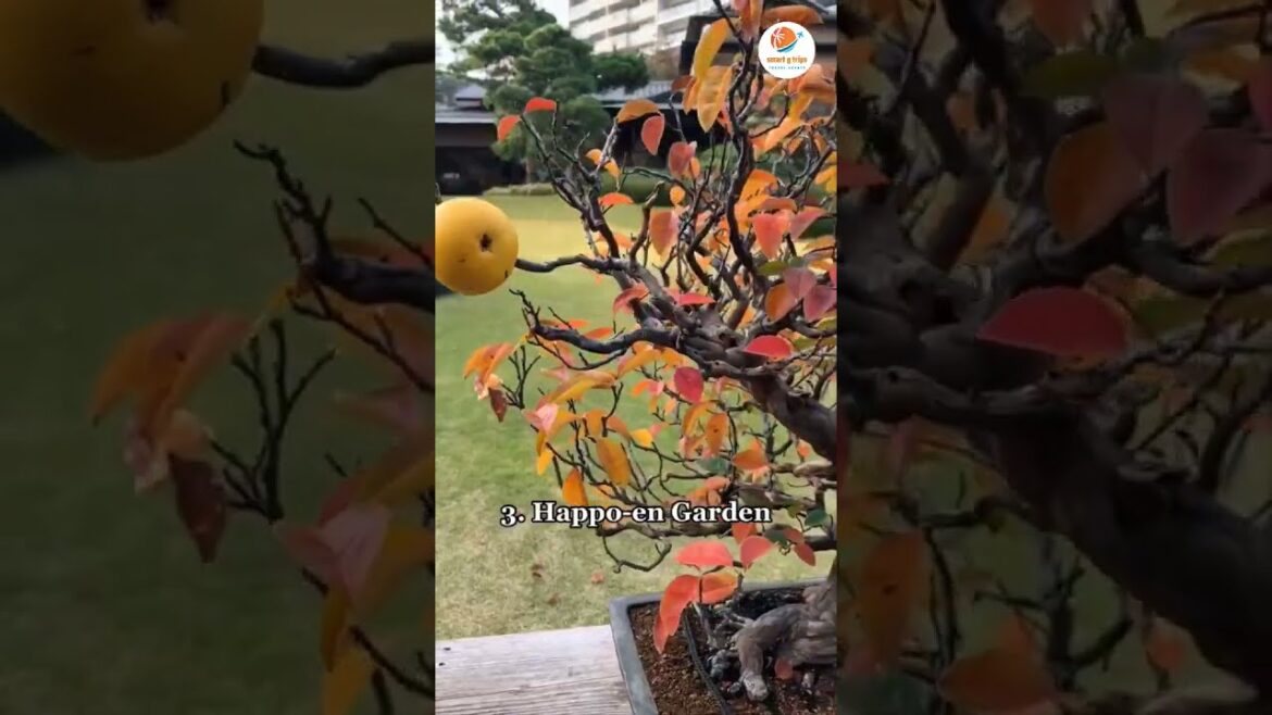 Top 5 Places To See Autumn Leaves In Tokyo #shorts #traveltrips #traveltoptips #placestovisit