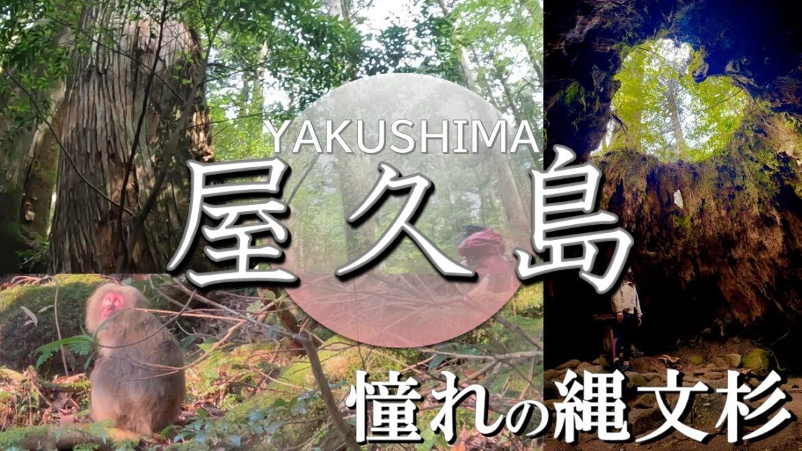 【鹿児島vlog】屋久島/縄文杉トレッキング/鹿児島グルメ/大自然を満喫する4泊５日の夫婦旅