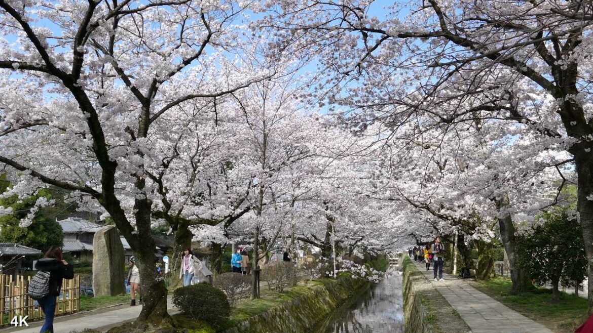 4K 2015 日本近畿尋櫻