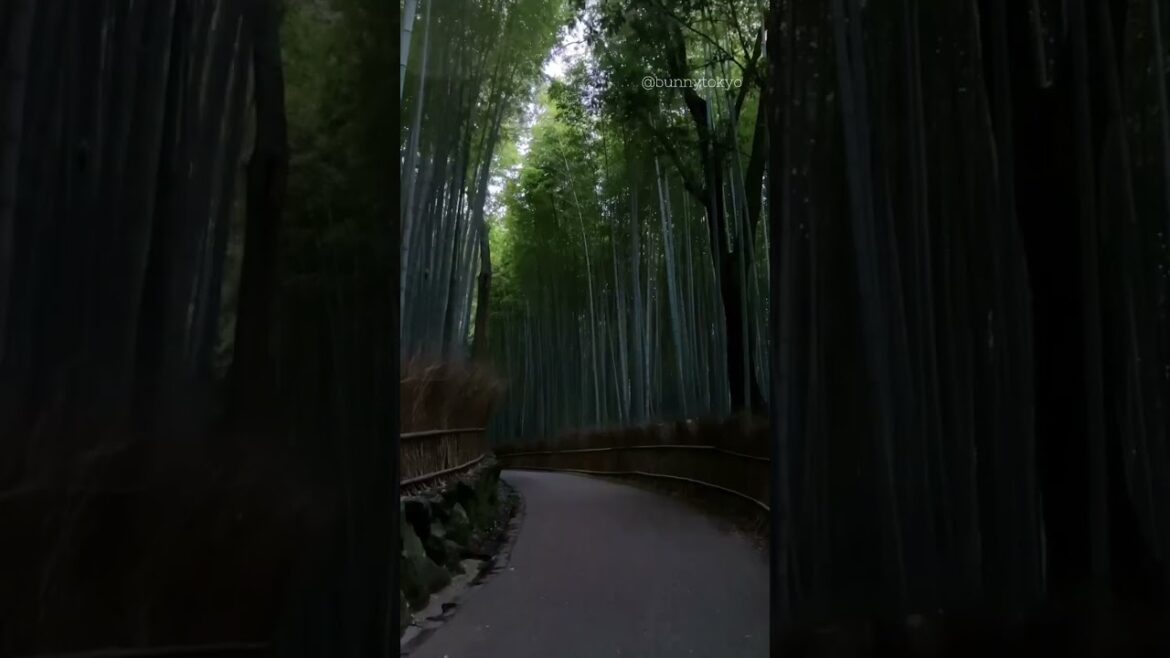 Who’s visiting #Arashiyama in #Kyoto (#Japan) soon? 🎋🎍✨