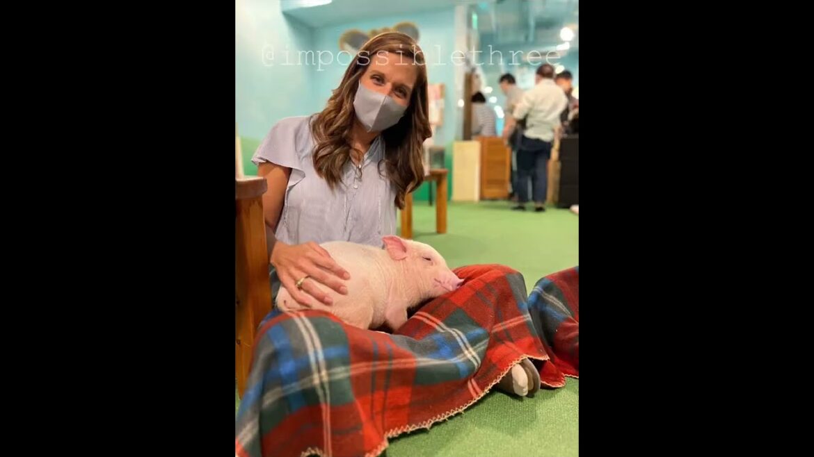 Mipig Cafe in Osaka, Japan! đđ·âïž Mipig Cafe in Osaka, Japan! đđ·âïž