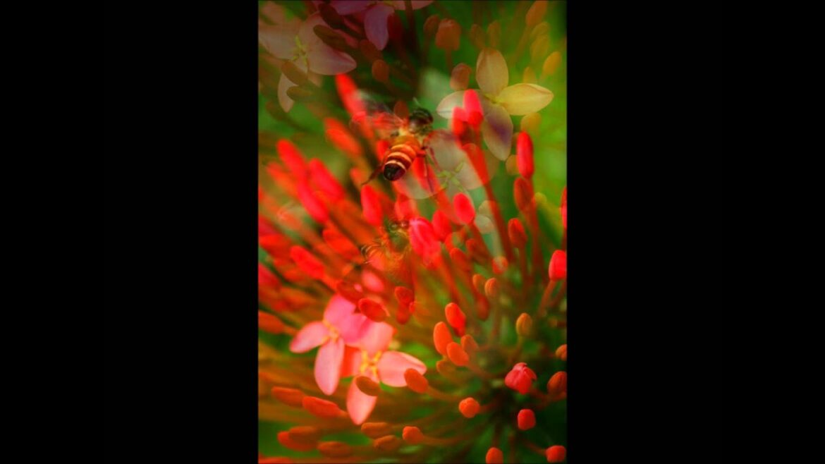 Pu La Deshpande Park Pune India