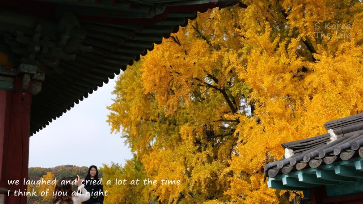 a place big ginkgo trees is blowing up, Seoul travel
