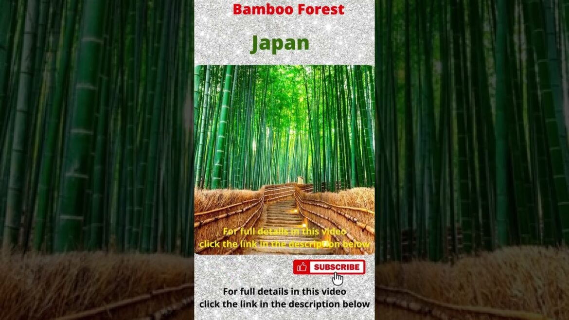 Bamboo Forest in Japan | Trending Places to see in 2022 #shorts