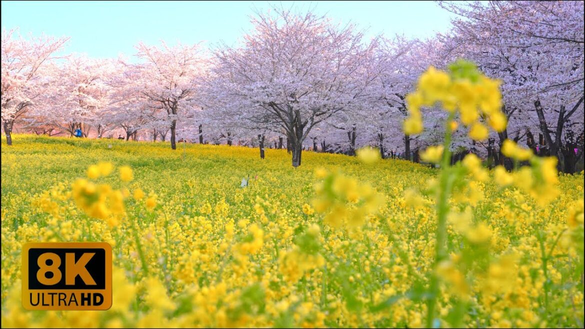 4K 8K Sakura and Canola in the morning, Maebashi-City, Gunma 2022