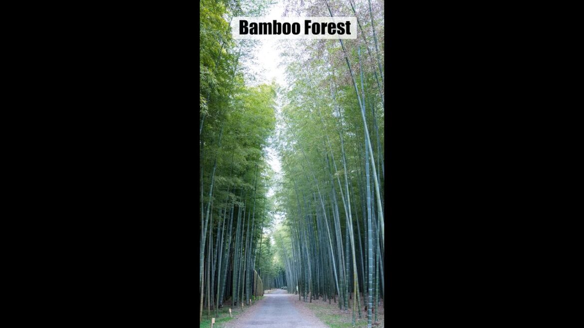 Amazing Bamboo forest near Tokyo - #Shorts!