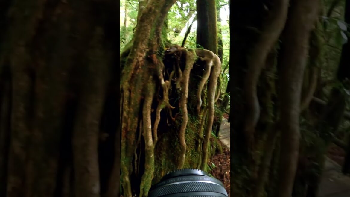 POV you are a photographer in Japan's oldest forest #shorts #photography #japan POV you are a photographer in Japan's oldest forest #shorts #photography #japan