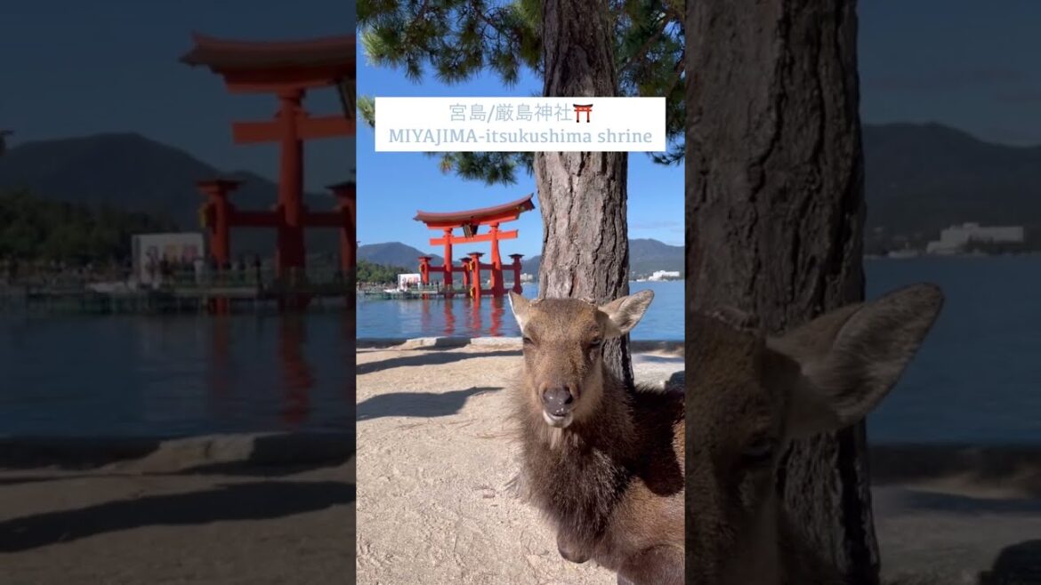 宮島の名所を60秒でゆったりと紹介⛩🦌秋の宮島散歩#shorts #広島