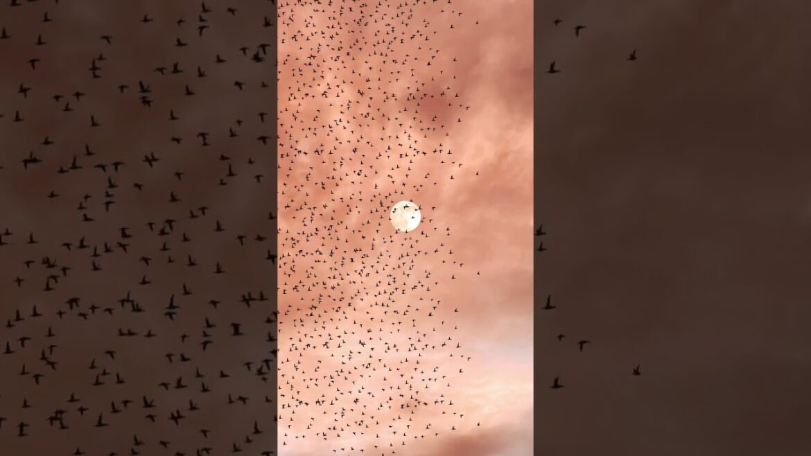 Together When sun sets #shorts #travel #traveling