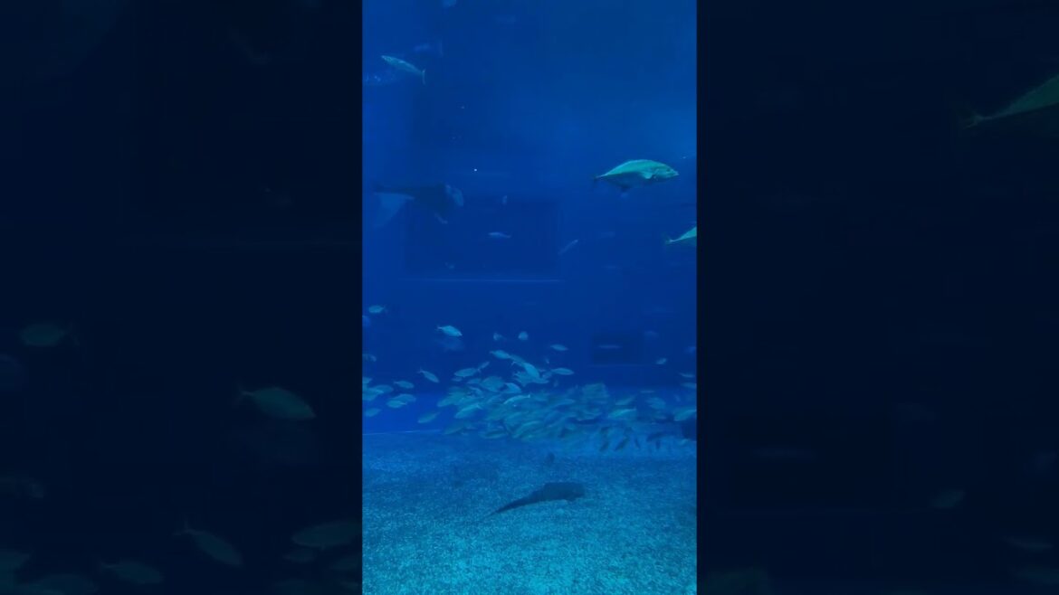 黒潮の海 #美ら海水族館 #shorts