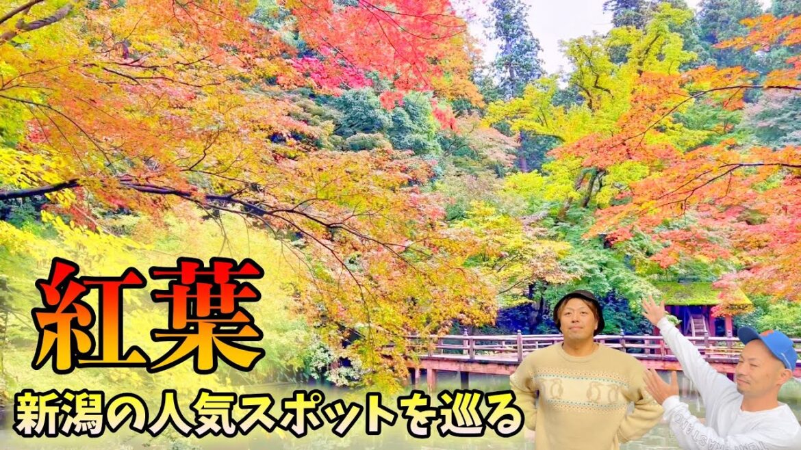 新潟の人気【紅葉】スポットを巡る 加茂山公園&五泉市イチョウ
