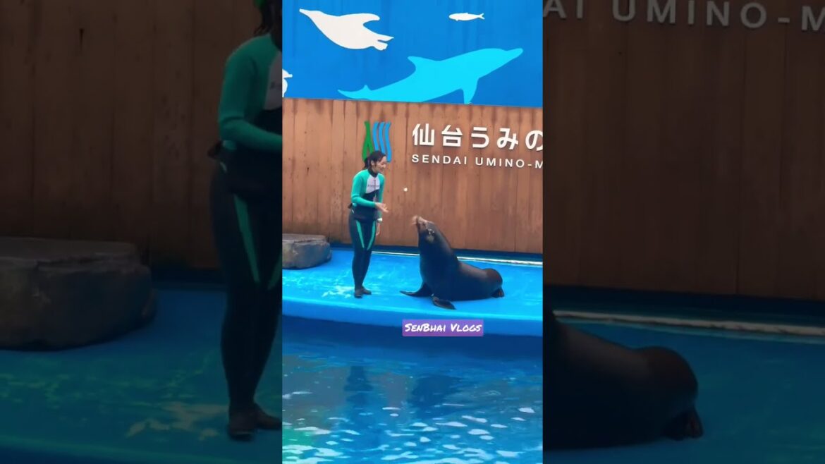 കടല് സിംഹം | Sea lions show | Sendai