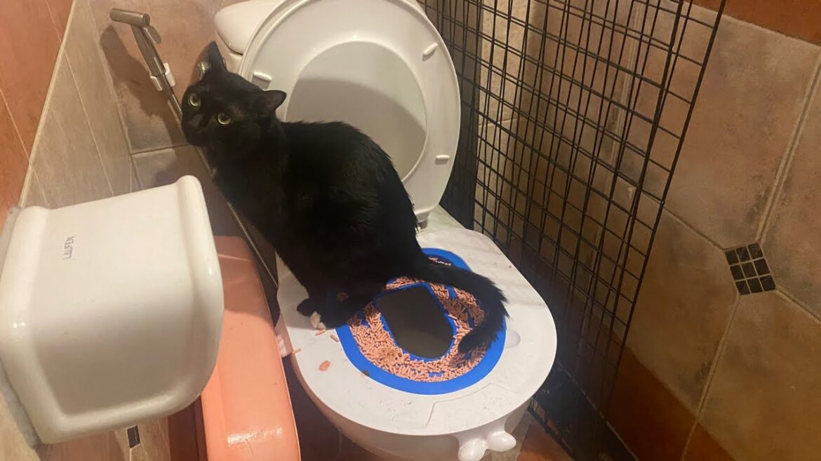 【🇹🇭生LIVE配信】日本は㊗️だけど木曜日だから朝ねこライブ!Thai cat❤️in Bangkok! 2Nov2022 #cat #ネコ #แมว #ペット #猫 【🇹🇭生LIVE配信】日本は㊗️だけど木曜日だから朝ねこライブ!Thai cat❤️in Bangkok! 2Nov2022 #cat #ネコ #แมว #ペット #猫