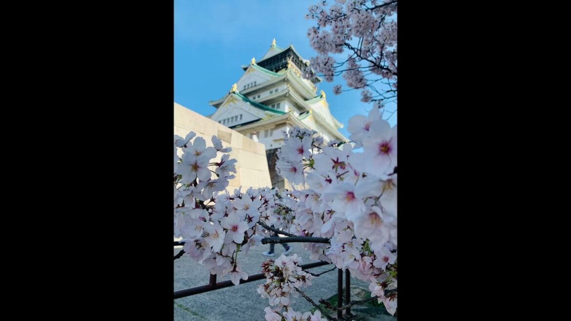Adventures in Kyoto #shorts#travel✈️🏯🌸