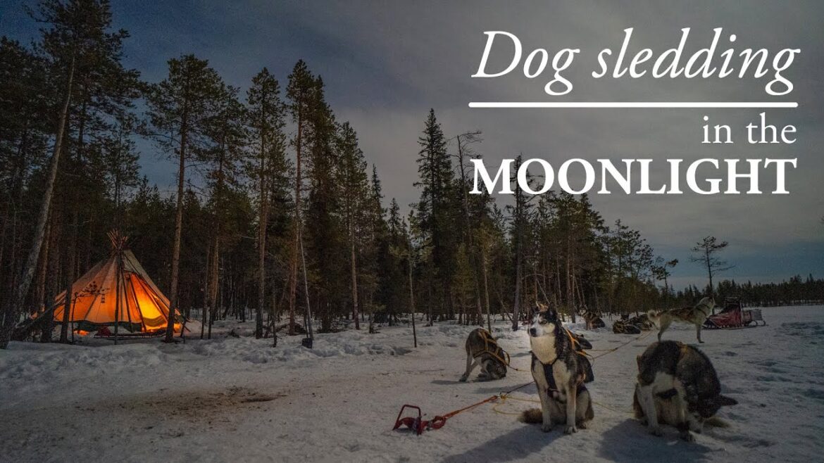 DOG SLEDDING in the MOONLIGHT DOG SLEDDING in the MOONLIGHT