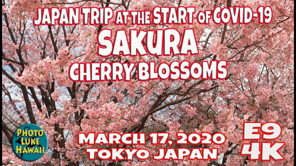 Japan Trip at the Start of Covid 19 Sakura at Shinjuku Gyoen National Garden E9 March 17, 2020 Tokyo