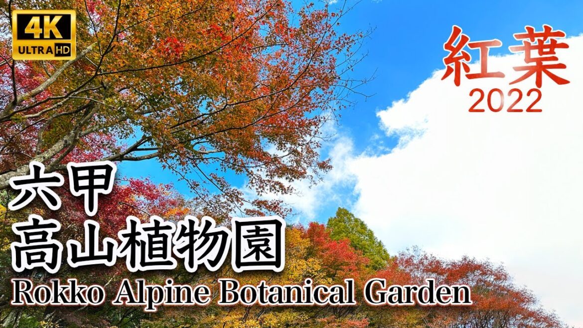 【4K JAPAN】六甲高山植物園（Rokko Alpine Botanical Garden）｜紅葉 2022｜11月上旬が見頃｜紅葉を観に行こう