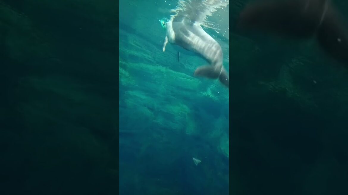 Osaka SeaWorld – Food AR CH Osaka SeaWorld - Food AR CH