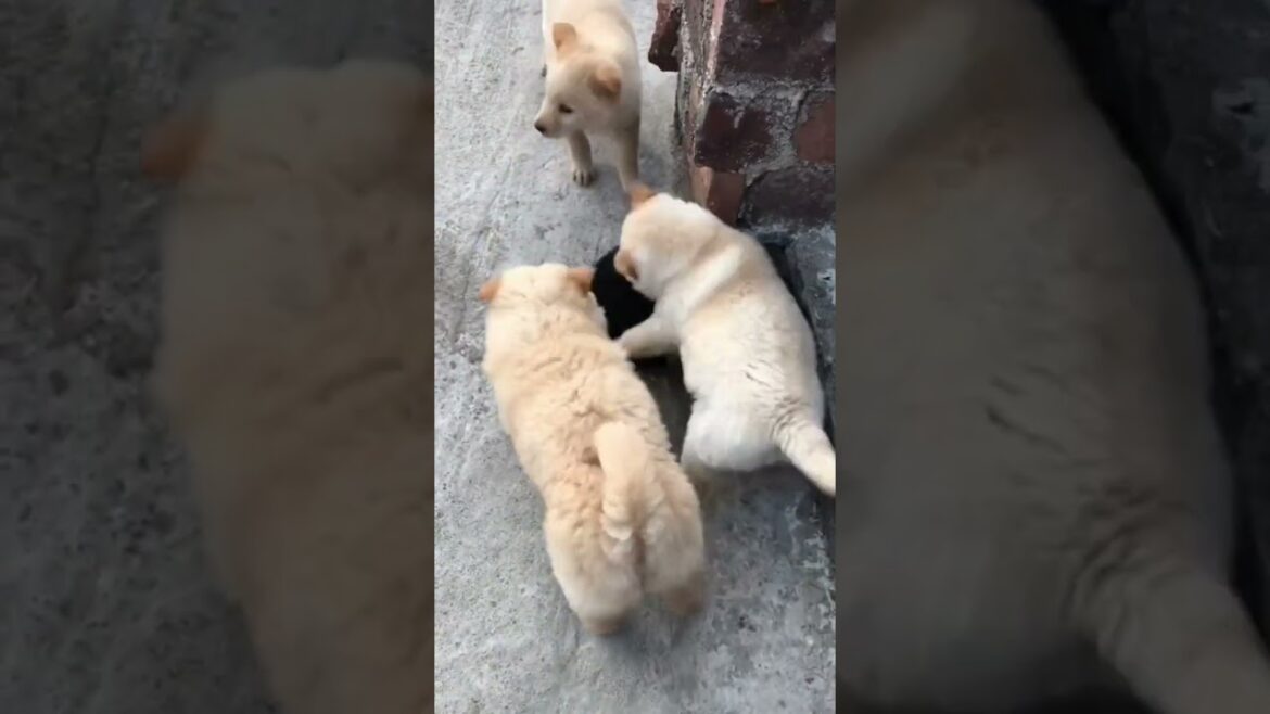 Even Dogs are Bully? Pls. Comment, Like & Subscribe #trending