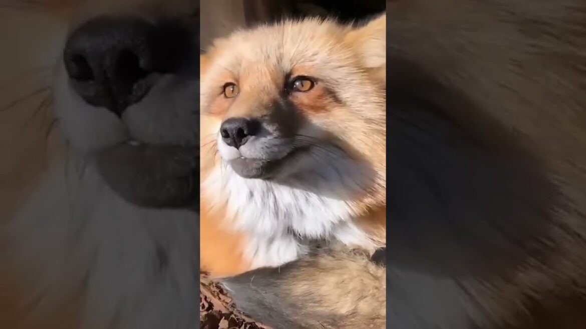 😍 4 Cute Animals of Japan