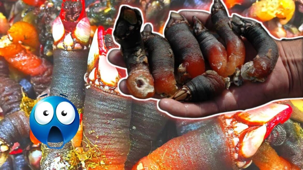 turtle food π² Barnacle Seafood Japanese Street Food travel one @travalone01 turtle food π² Barnacle Seafood Japanese Street Food travel one @travalone01