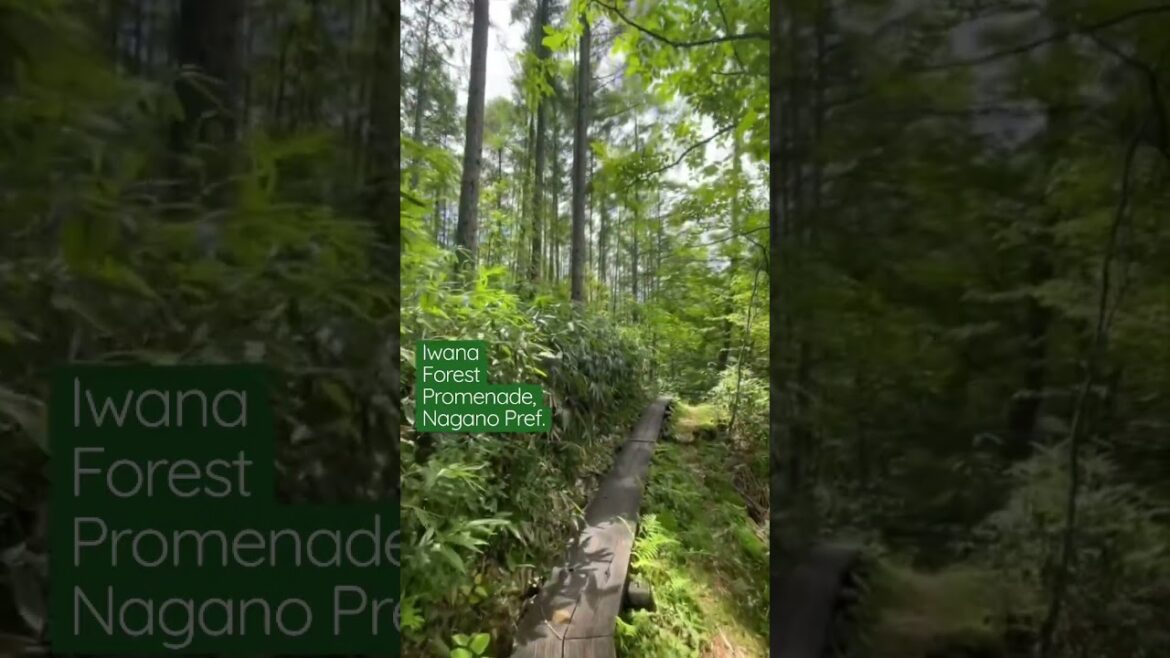 The Iwana forest promenade at Heavens Sonohara, Nagano prefecture.