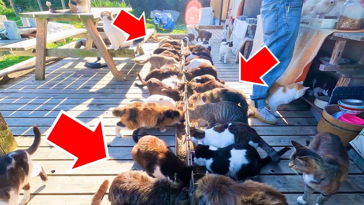 Island with more cats than people🐈Tashiro island😻田代島🐈