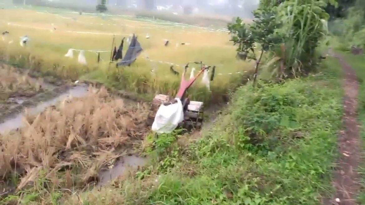 hujan di tengah persawahan||walking in the rain,