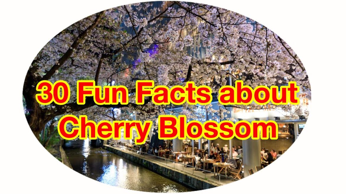 Japan Travel Vlog | Night cherry blossom in Kyoto