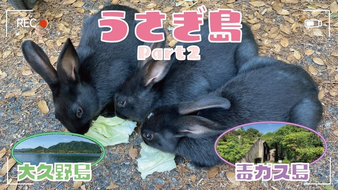 【広島×うさぎ島×毒ガス島】日本の地図から消された島_大久野島（後編）