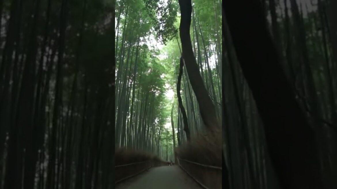 Does Kyoto have a forest? Does Kyoto have a forest?