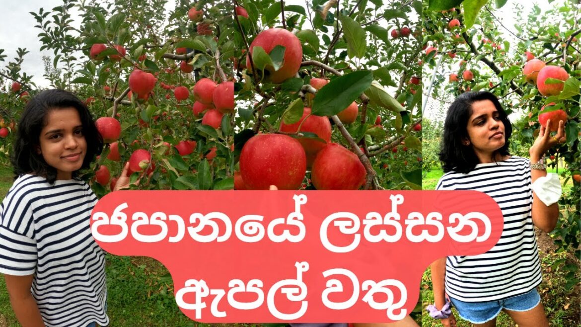 ජපානයේ ලස්සන ඇපල් වතු/day in the life in japan/apple picking #japan #dayinthelife #lifeinjapan ජපානයේ ලස්සන ඇපල් වතු/day in the life in japan/apple picking #japan #dayinthelife #lifeinjapan