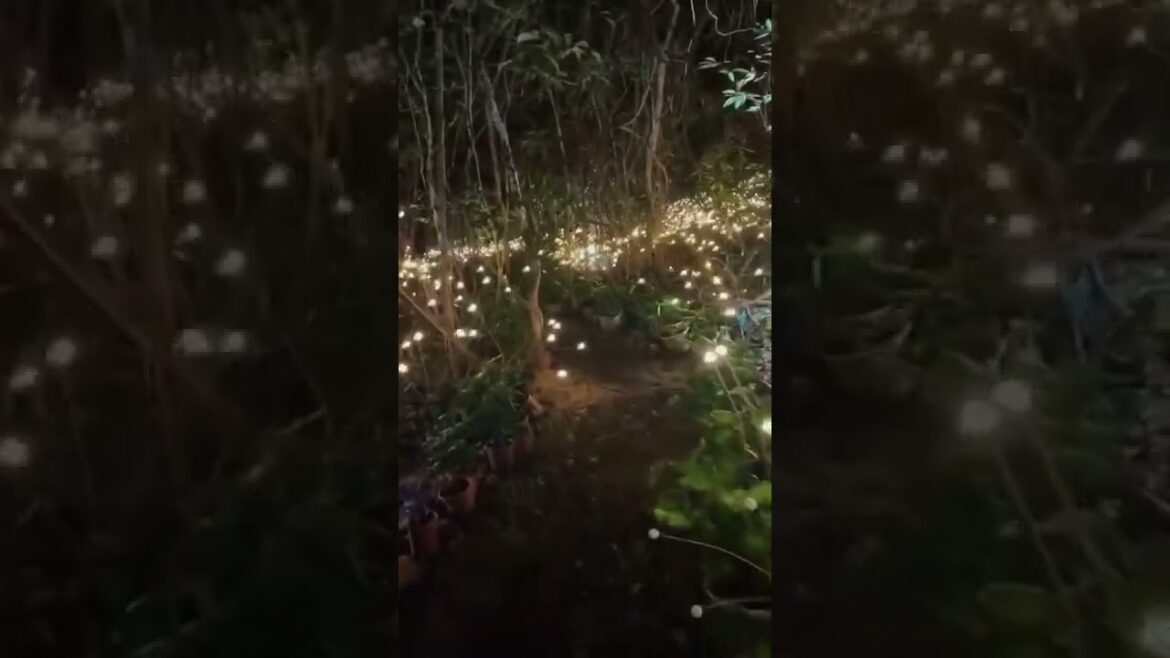 🌳🪱🐛Firefly Forest is one of the most