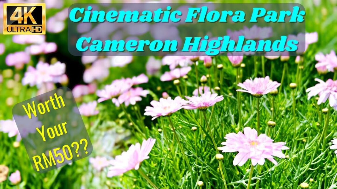 2022 Flora Park Paradise Kea Farm Cameron Highlands 4K Cinematic Complete Walkthrough (金馬倫高原美丽的花海公园) 2022 Flora Park Paradise Kea Farm Cameron Highlands 4K Cinematic Complete Walkthrough (金馬倫高原美丽的花海公园)