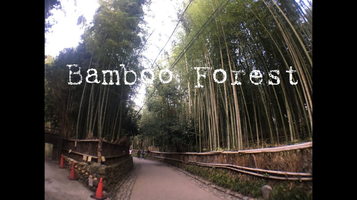 Travel 2020: Kyoto (Bamboo Forest)