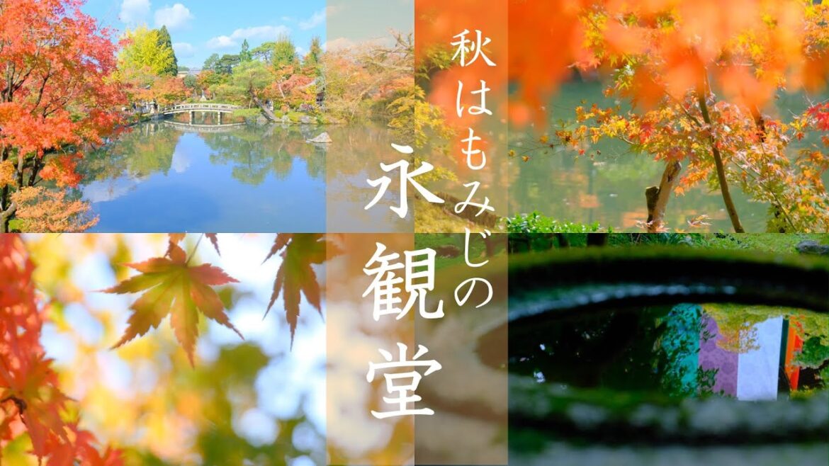 【京都】色づき始めの紅葉：永観堂・真如堂 彩り散策｜紅葉情報｜色づき具合｜(Kyoto,Japan)