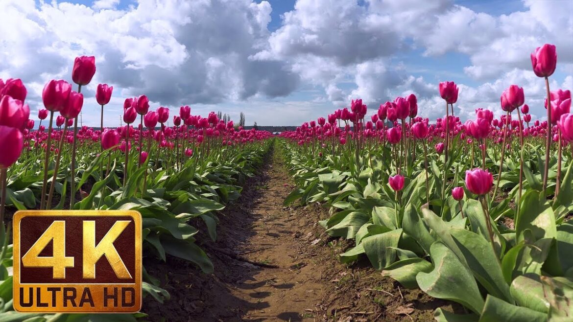 Spring Flowers in 4K (Ultra HD) - Skagit Valley Tulip Festival, WA | Short Preview, Episode #5