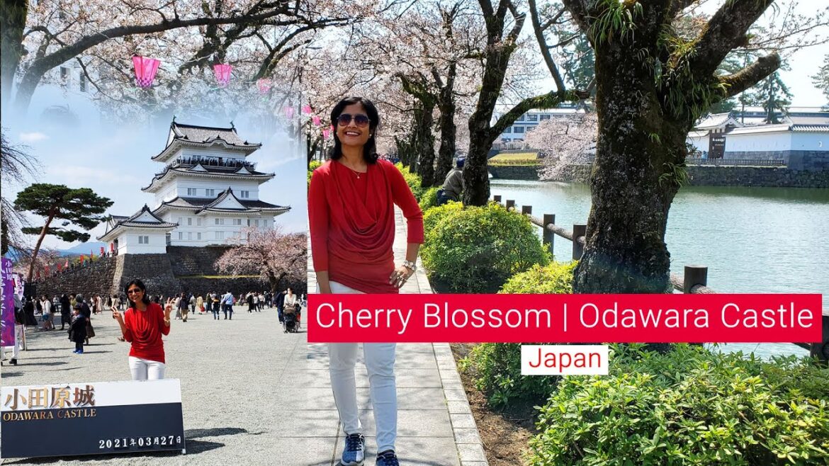 Cherry Blossom 2021 | Odawara Castle | Japan