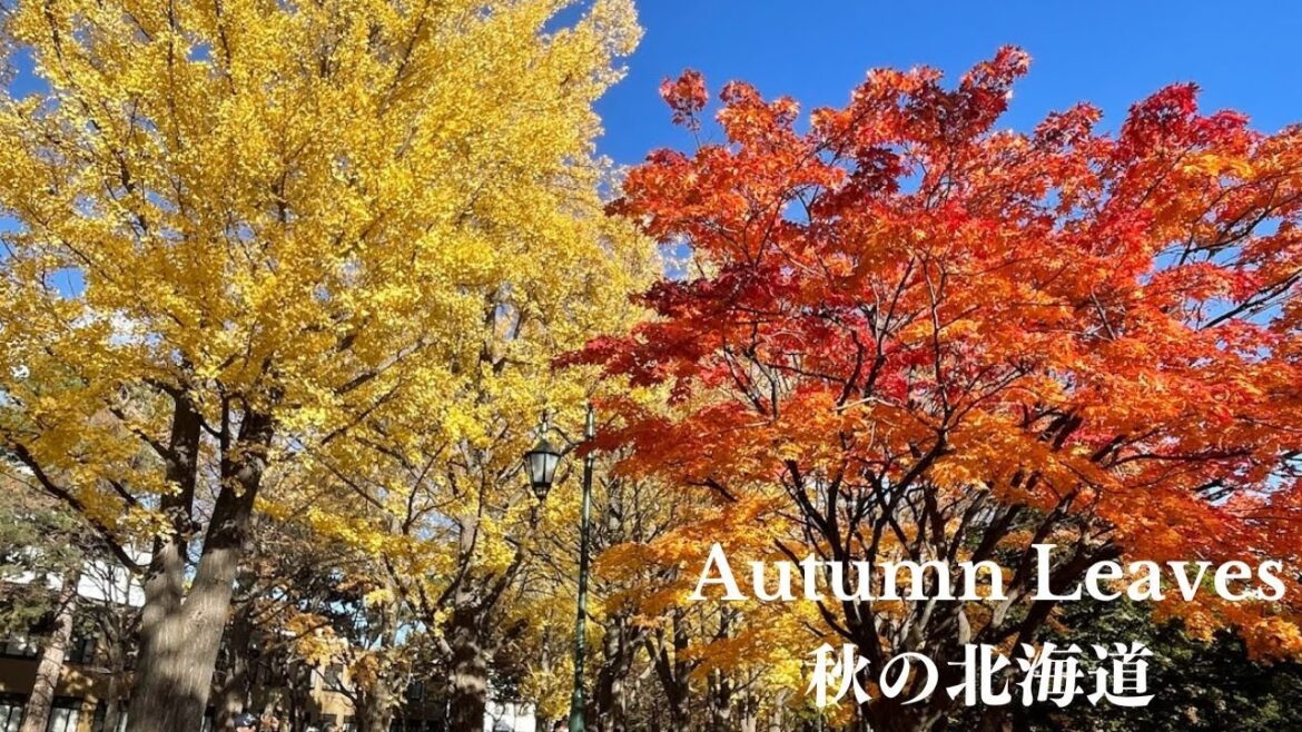 【北海道旅行】紅葉シーズンの北海道〜北海道大学＆中島公園〜