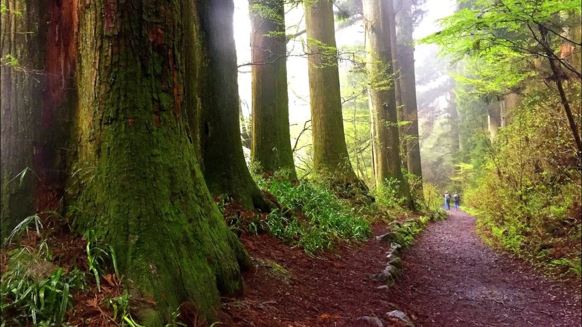 400 years old cedar trees near Toyko Japan | Historic Japan | Hakone