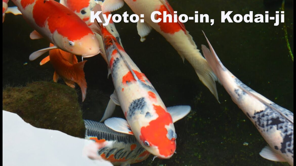 Chio-in and Kodai-ji Fall in Kyoto in 4k