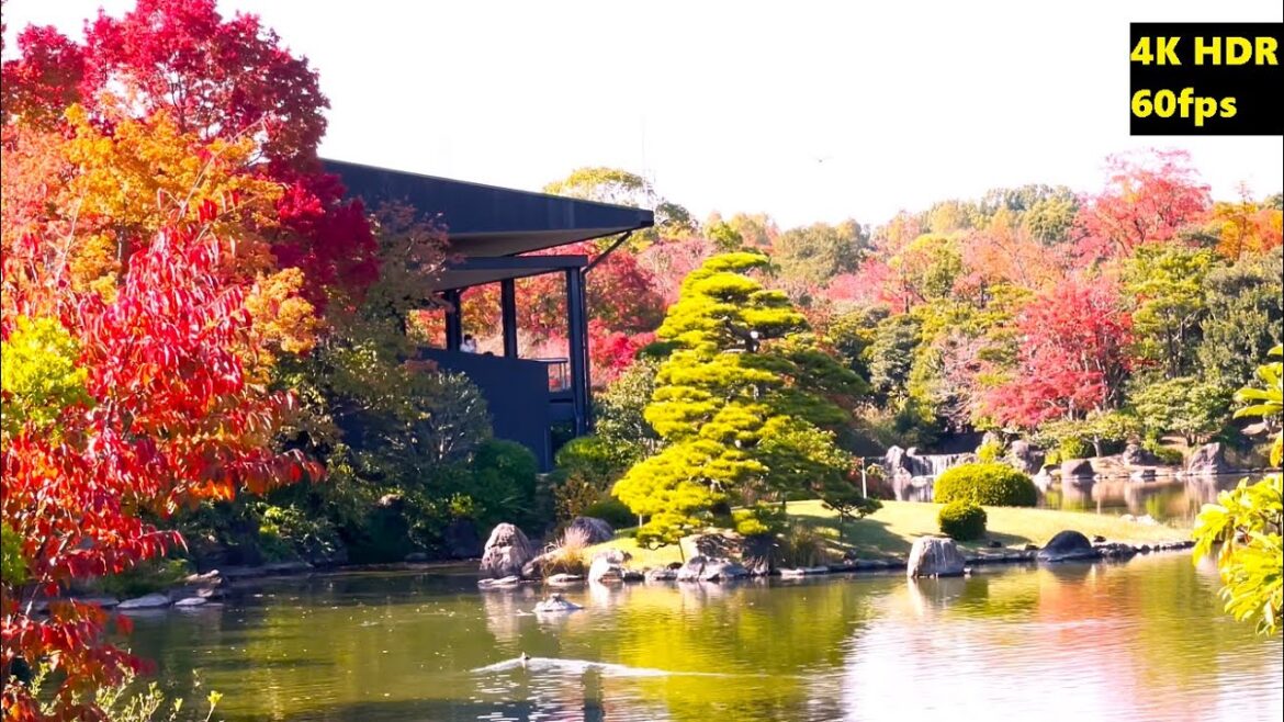 4K HDR/60fps【紅葉見頃❣ 万博記念公園/2022】11/9(水)☆日本庭園