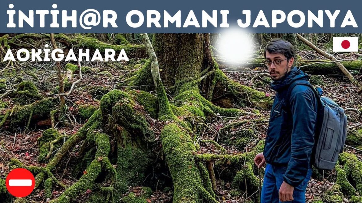 BU ORMANA GİRMEK YASAK ? | HIZLI TREN, FUJİ, JAPAN RAİL PASS | JAPONYA TURU BAŞLAR 🇯🇵 BU ORMANA GİRMEK YASAK ? | HIZLI TREN, FUJİ, JAPAN RAİL PASS | JAPONYA TURU BAŞLAR 🇯🇵