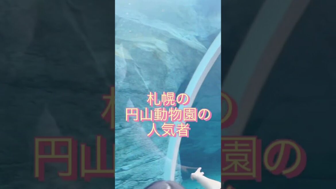 【札幌】北海道旅行✈️円山動物園の人気者ご紹介🍀Maruyama ZOO 【札幌】北海道旅行✈️円山動物園の人気者ご紹介🍀Maruyama ZOO
