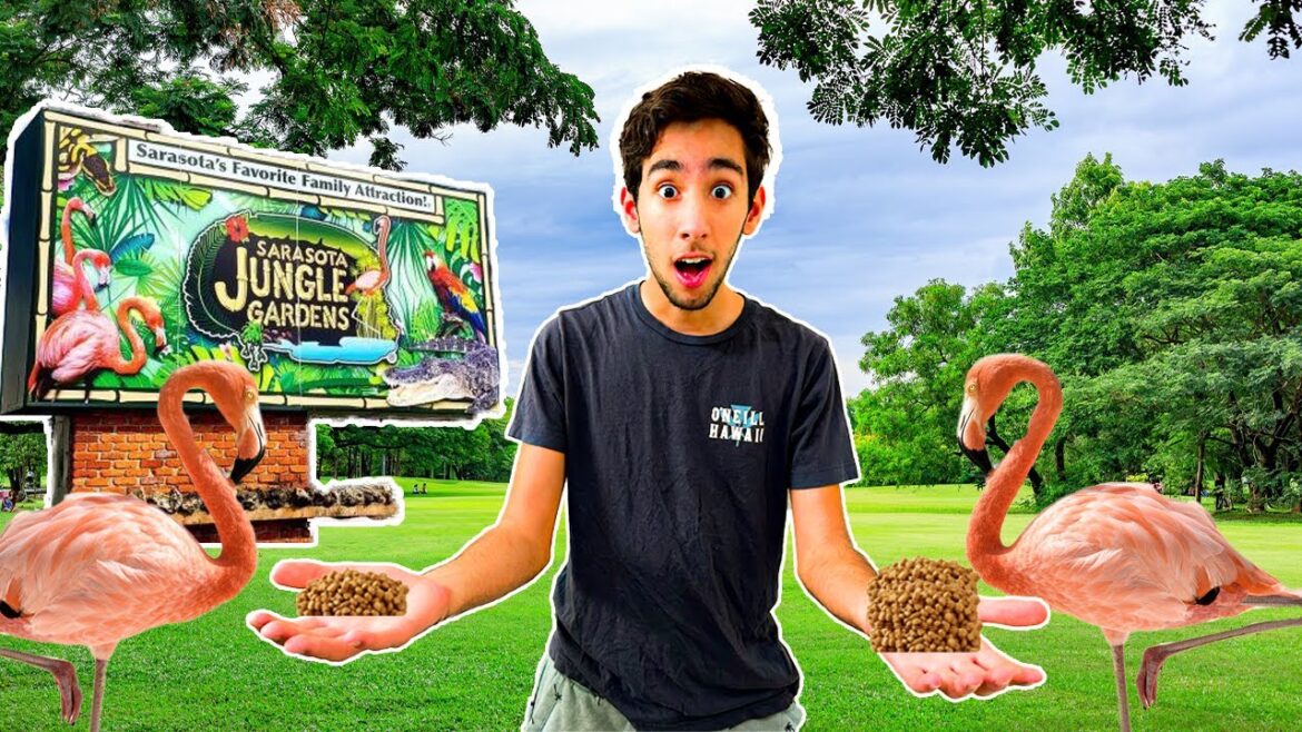 You'll LOVE FEEDING FLAMINGOS At The Sarasota Jungle Gardens You'll LOVE FEEDING FLAMINGOS At The Sarasota Jungle Gardens