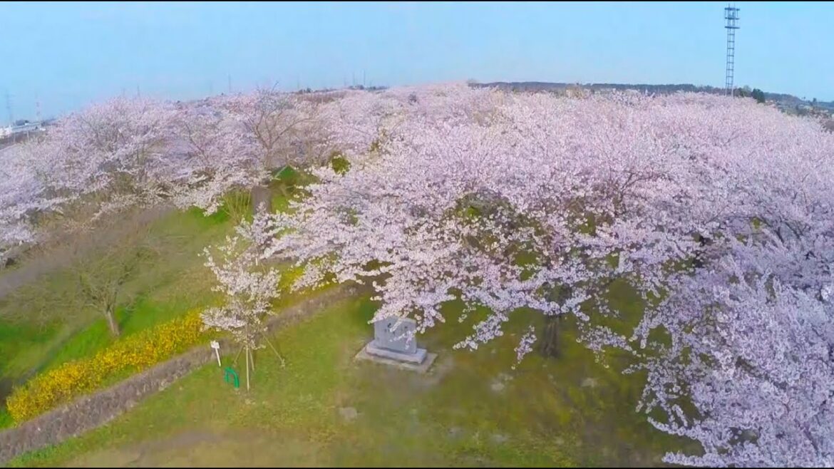 【NIIGATA-SORADORI】空から見た新潟県の桜名所