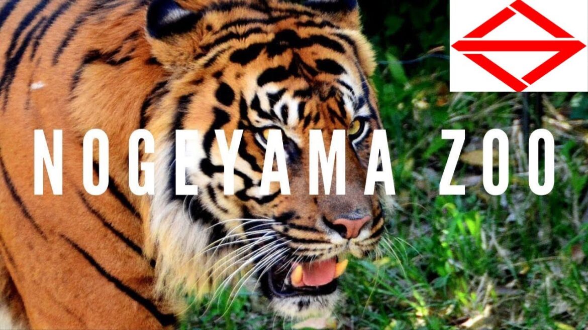 Nogeyama Zoo #YokohamaTravelVlog in Japan 2017 🇯🇵