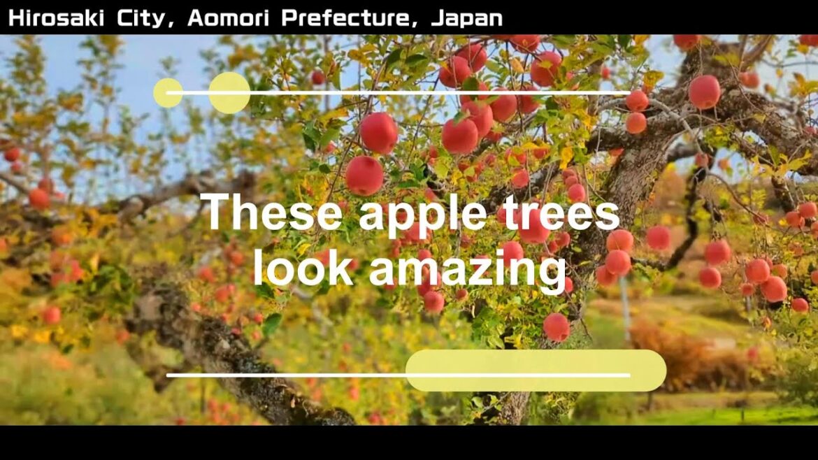 りんご娘を応援するりんご農家のりんご収穫風景【弘前林檎】