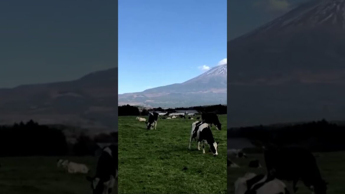 Pasture Cows at the foot of Mt. Fuji#shorts#mountain#japan#travel