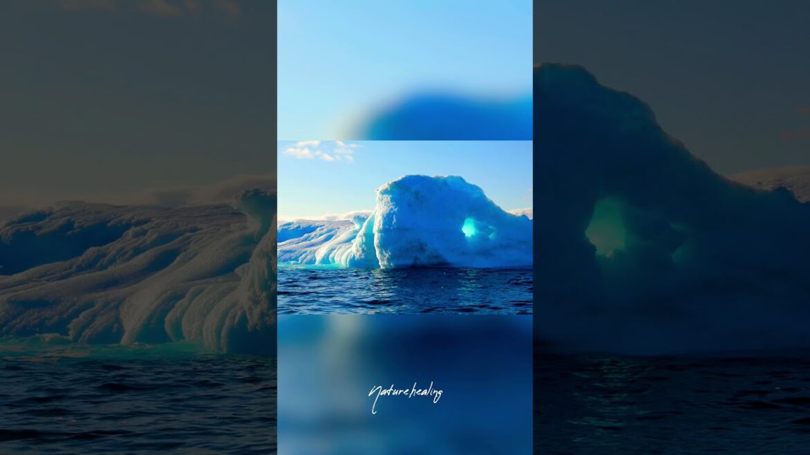 【寒いのかな?】流氷の世界 #shorts 【寒いのかな?】流氷の世界 #shorts